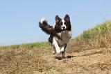 BORDER COLLIE 019